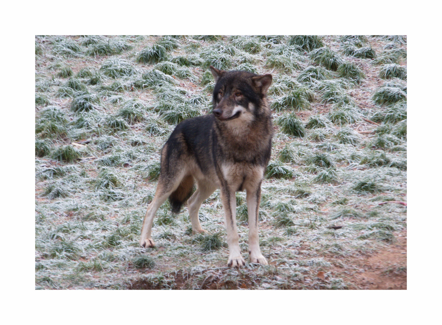 Wolf hält Ausschau