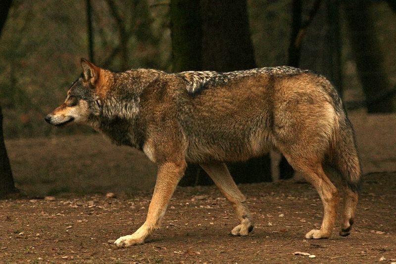 Wolf hat Langeweile