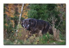 Wolf, herbstlich umrahmt