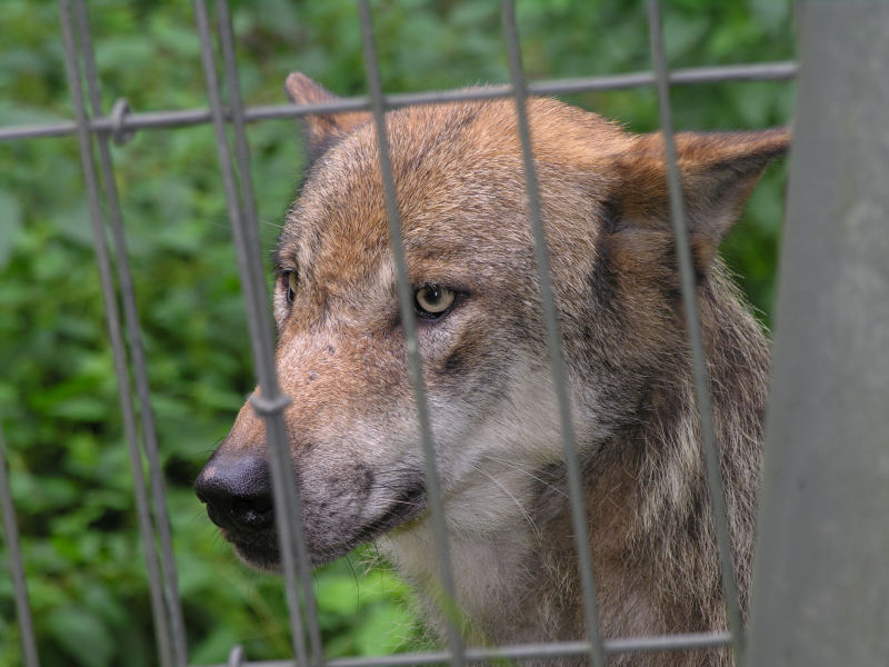 Wolf: "Hinter Gittern"