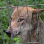 Wolf: "Hinter Gittern"