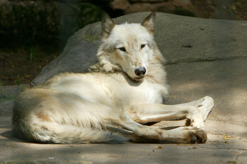 Wolf hinter Gittern