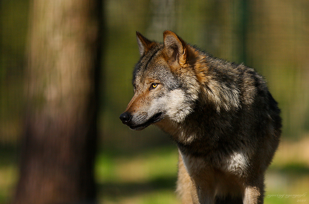 Wolf I im Frankenhof Reken