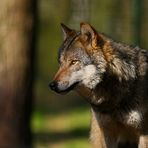 Wolf I im Frankenhof Reken