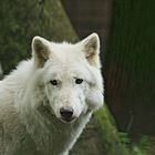 Wolf II