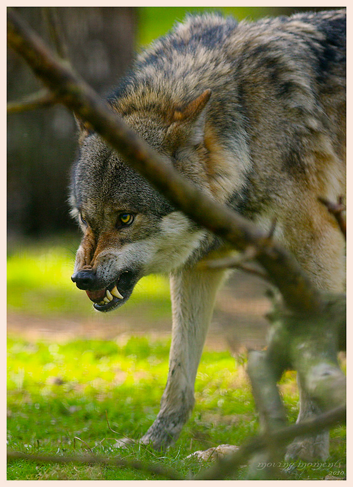 Wolf II im Frankenhof Reken