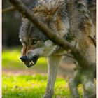 Wolf II im Frankenhof Reken