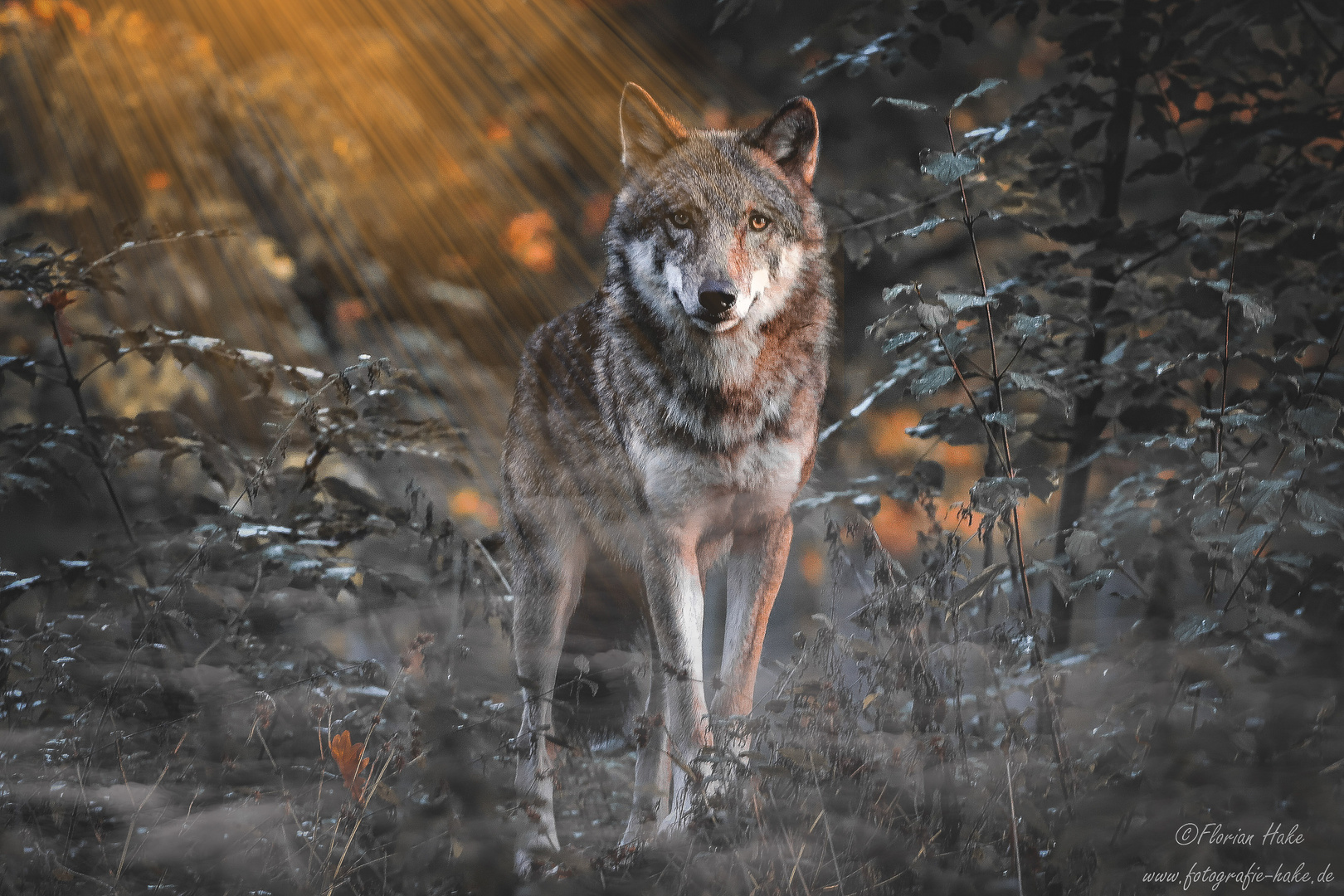 Wolf im Abendlicht