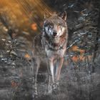 Wolf im Abendlicht