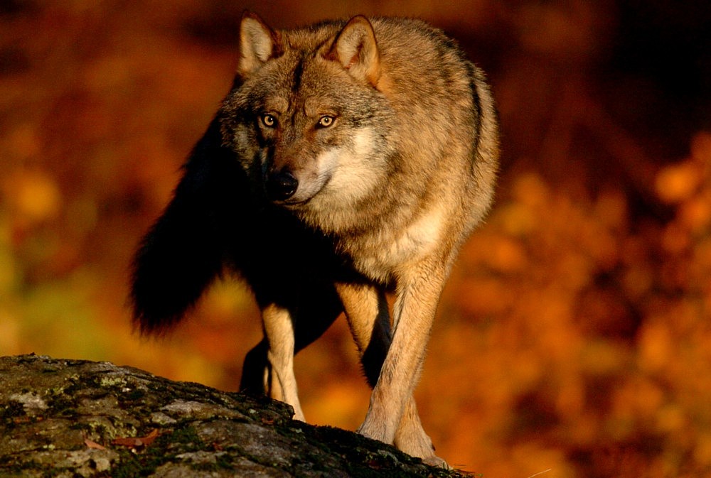 Wolf im Abendlicht, Nationalpark Bay. Wald (captive)