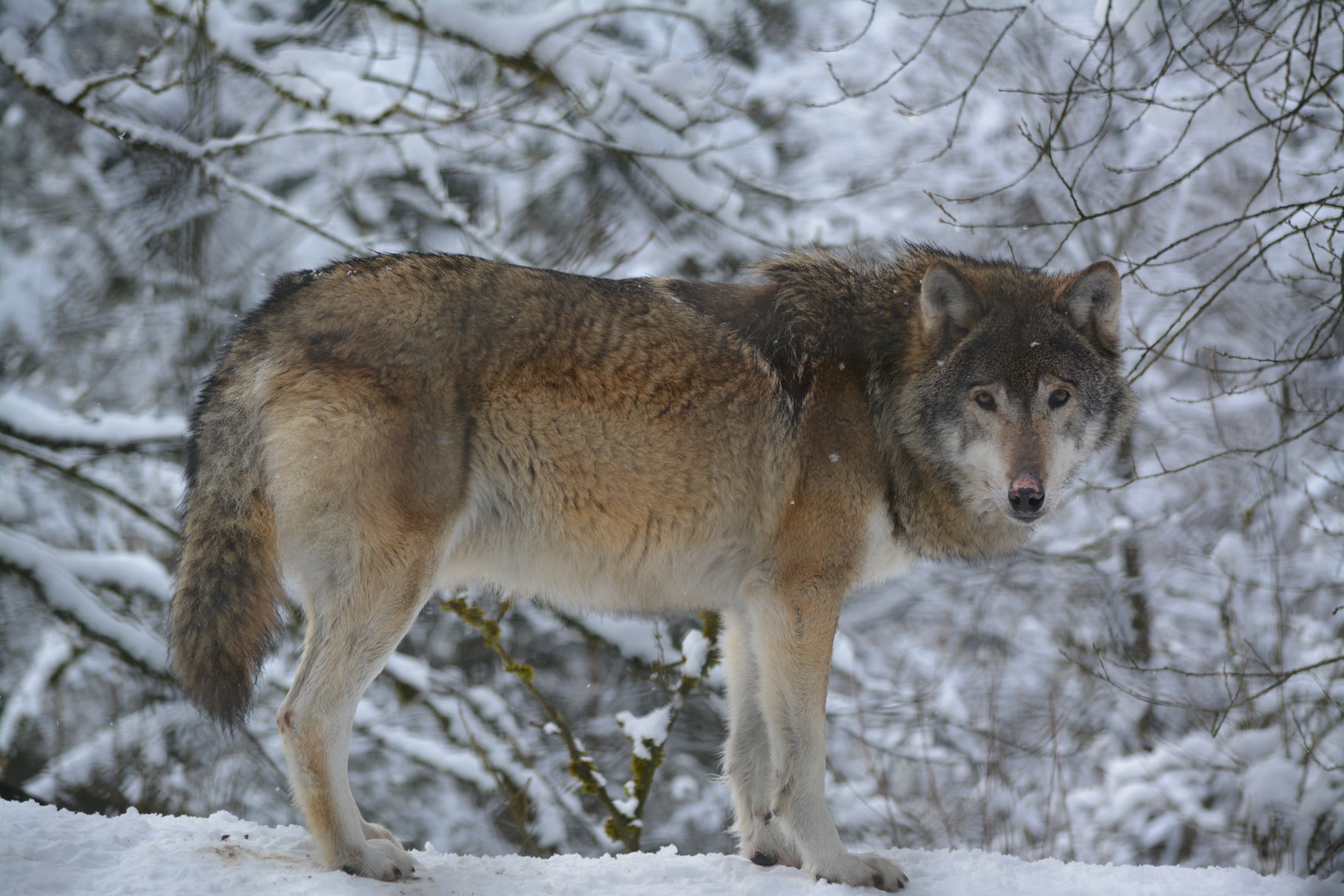 Wolf im Almtal