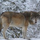 Wolf im Almtal