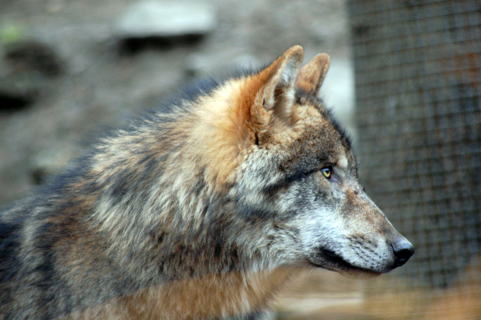 Wolf im Alpenzoo Ibk