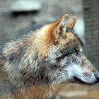 Wolf im Alpenzoo Ibk