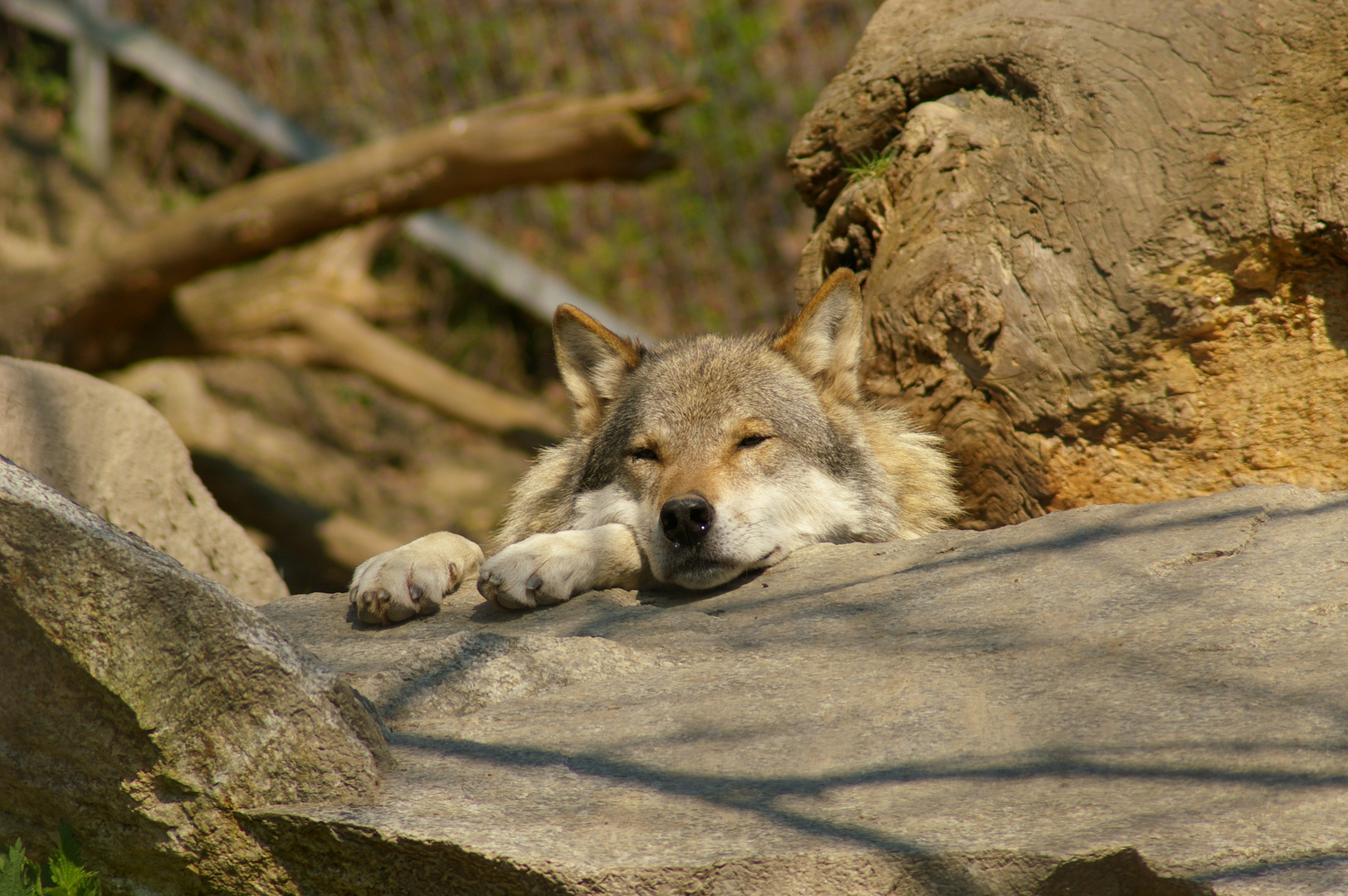 Wolf im Alpenzoo Innsbruck