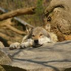 Wolf im Alpenzoo Innsbruck