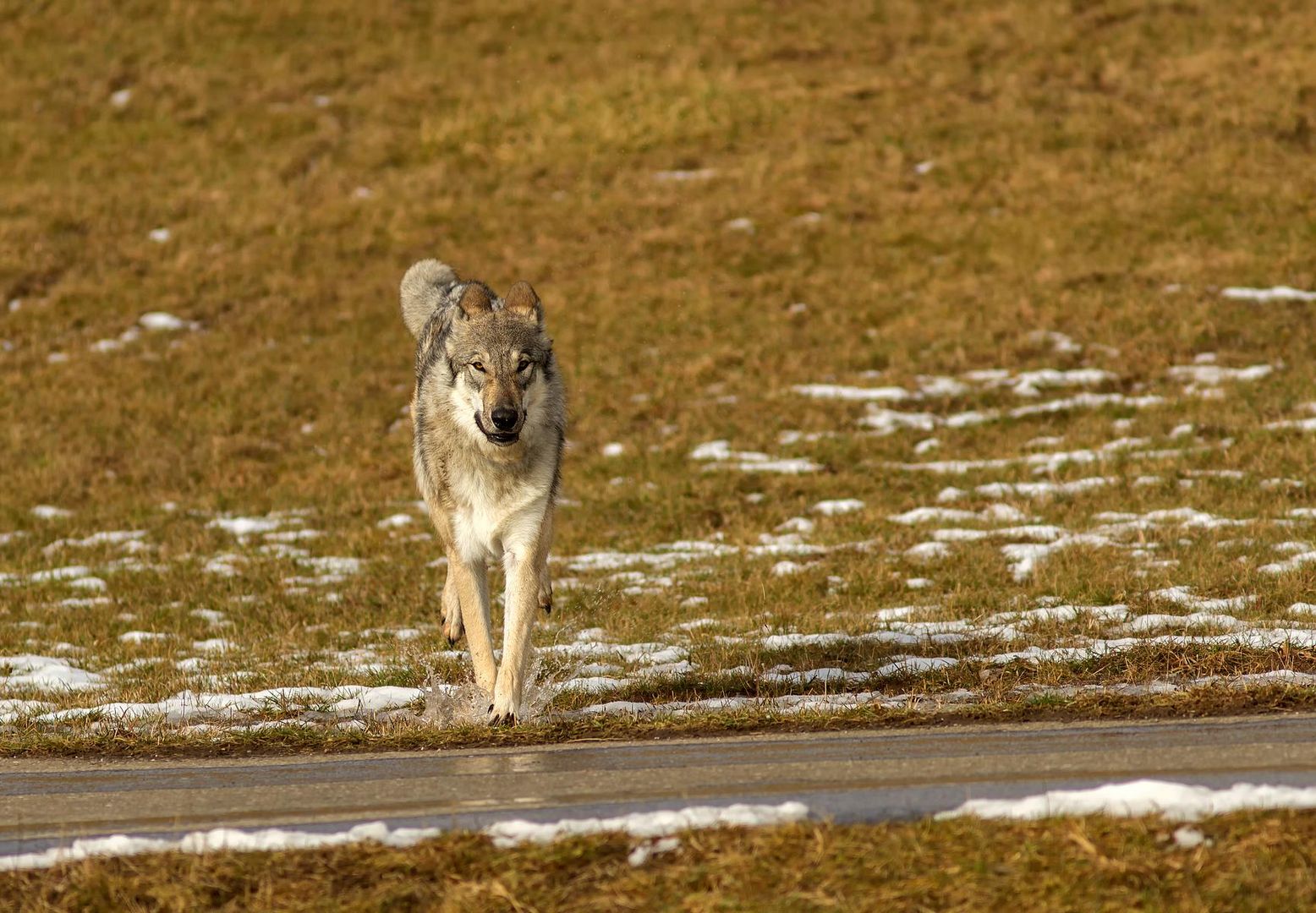 Wolf Im Anlauf