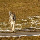 Wolf Im Anlauf