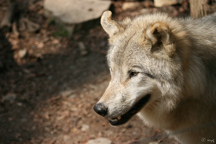 Wolf im Bärenpark Worbis