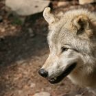 Wolf im Bärenpark Worbis