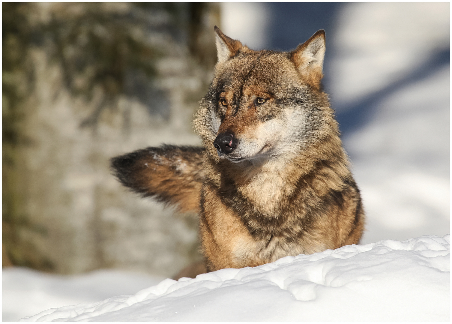 Wolf im Bayer. Wald