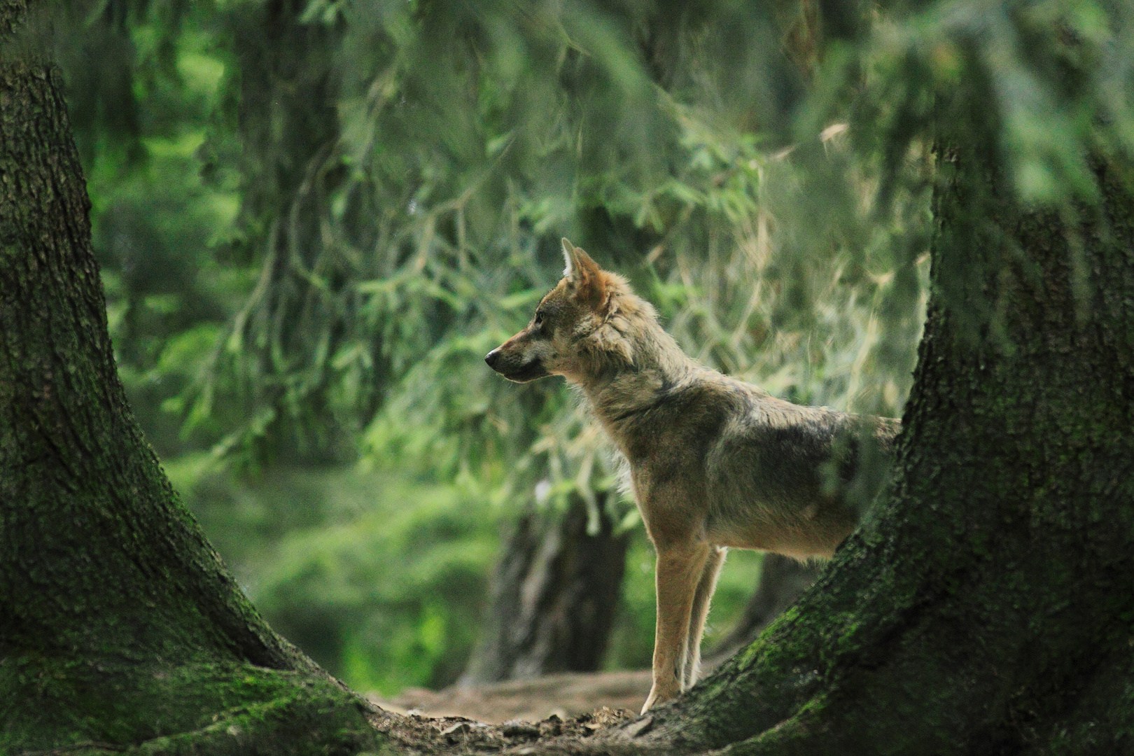 Wolf im Bayerischen Wald