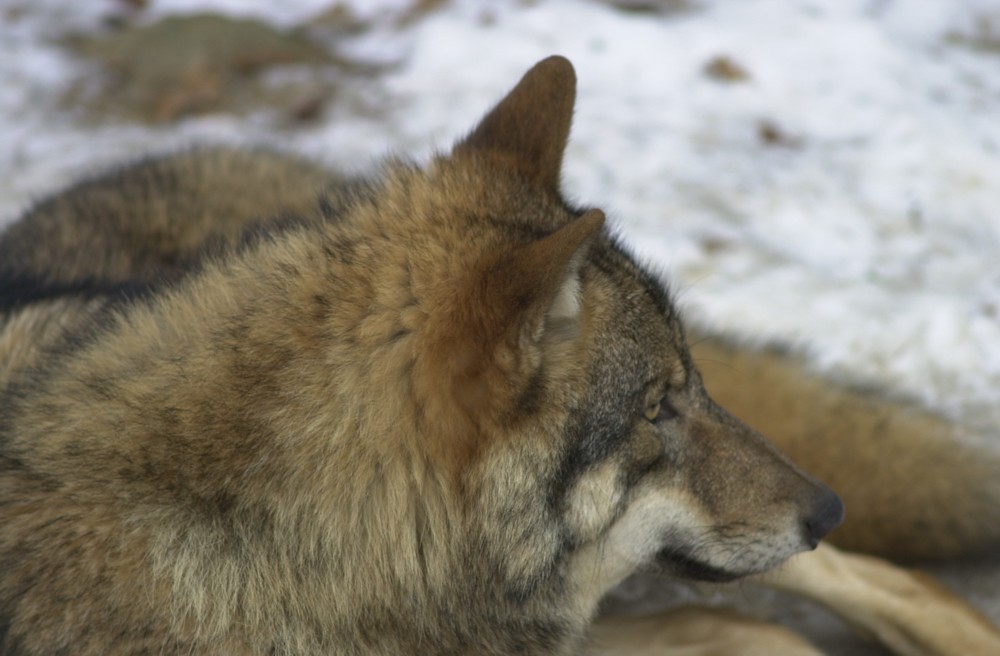 Wolf im Bayerwald-Tierpark Lohberg (captive)