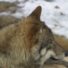 Wolf im Bayerwald-Tierpark Lohberg (captive)