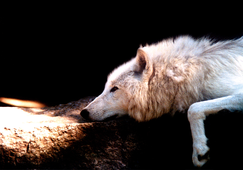 Wolf im Berliner Tierpark