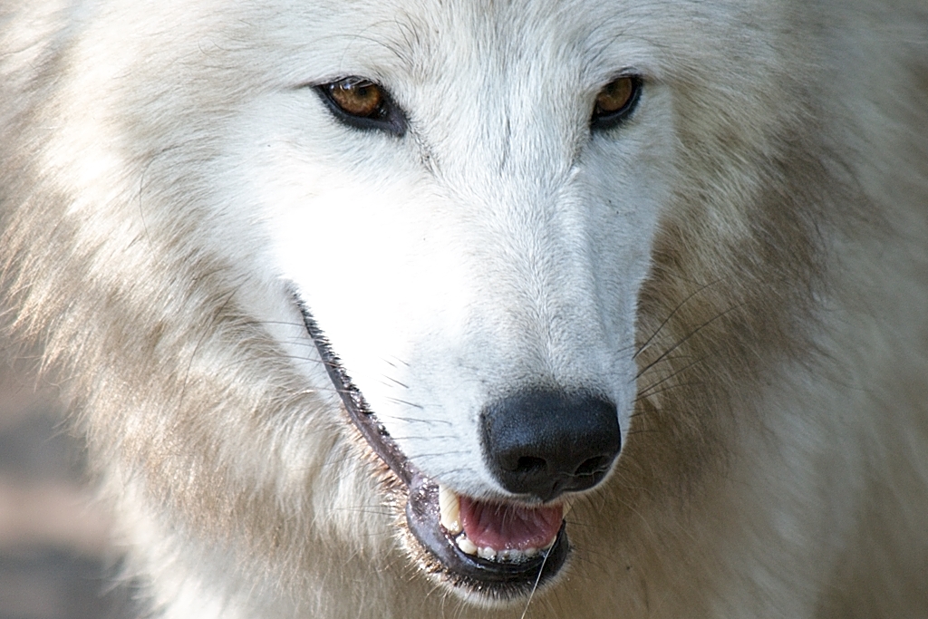 Wolf im Berliner Zoo