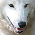 Wolf im Berliner Zoo