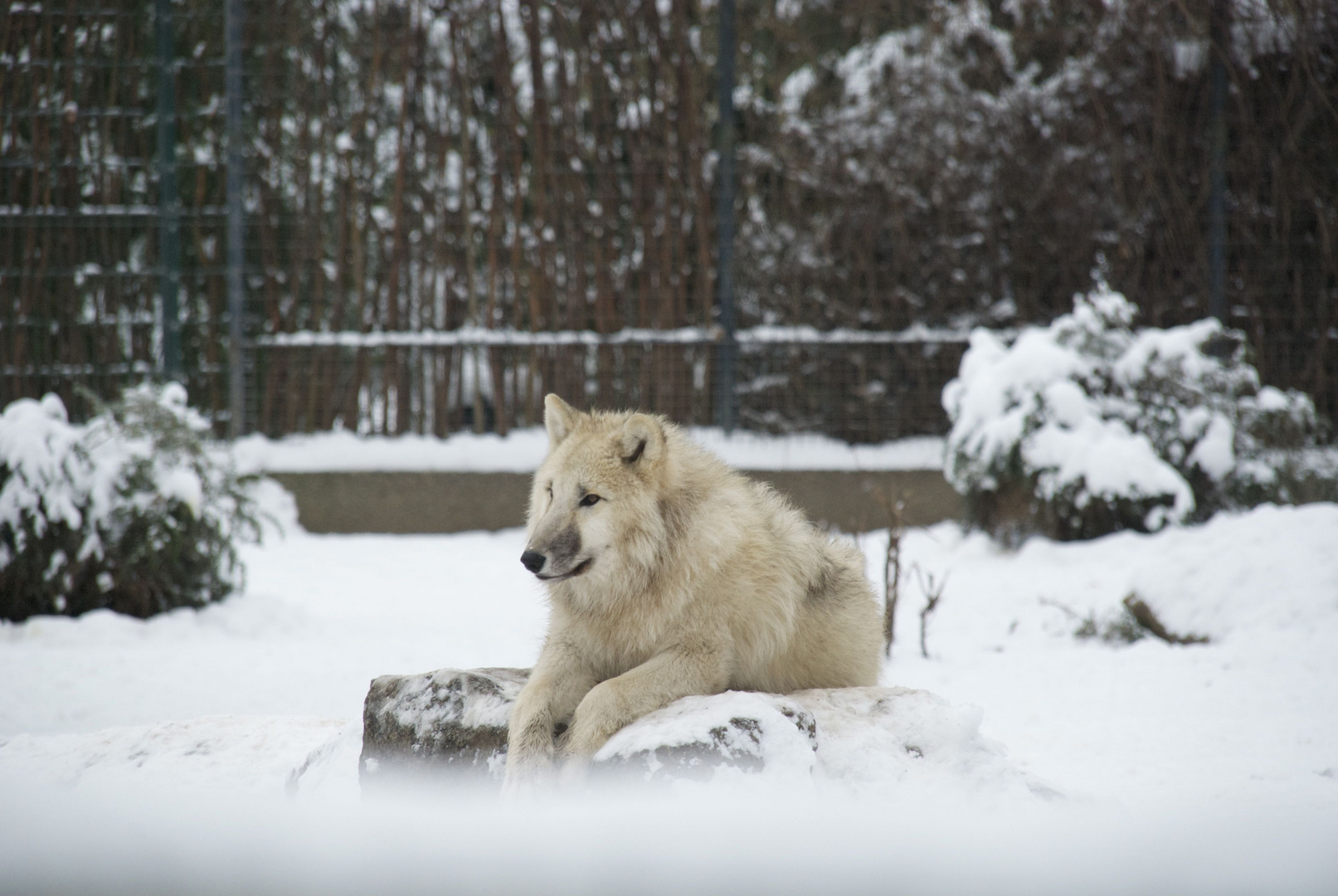 Wolf im Berliner Zoo