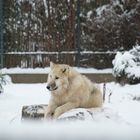 Wolf im Berliner Zoo