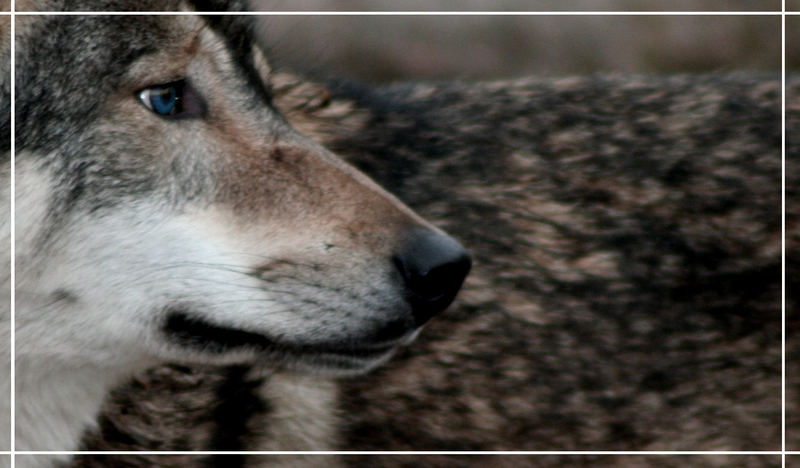 Wolf im Bernburger Tiergarten