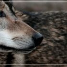 Wolf im Bernburger Tiergarten