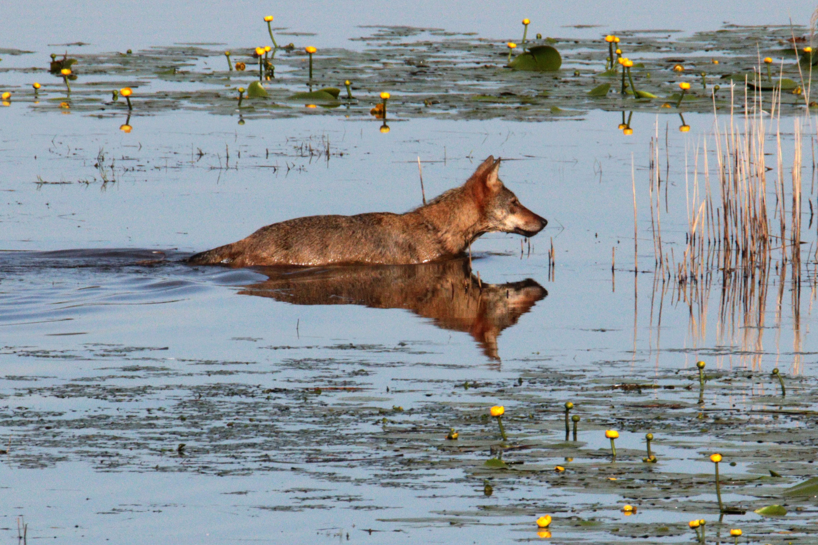 Wolf im Biospärenreservat Oberlausitz