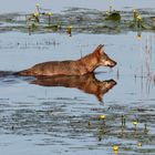 Wolf im Biospärenreservat Oberlausitz