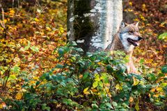 Wolf im Blätterpelz