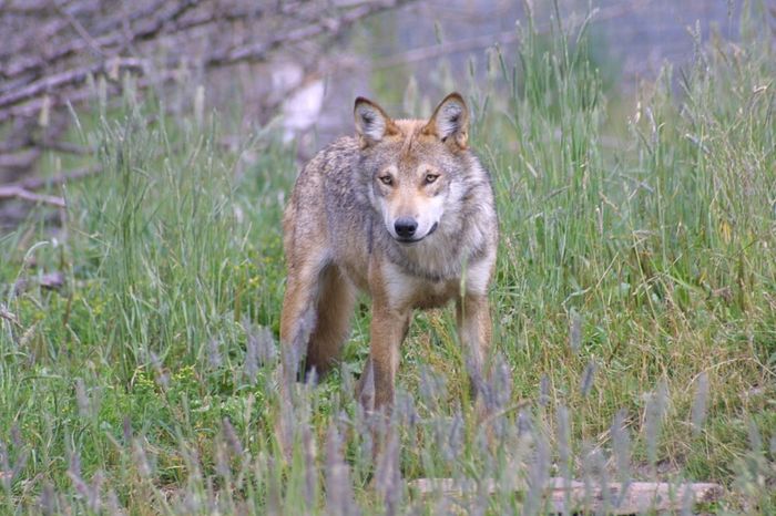 Wolf im Blick