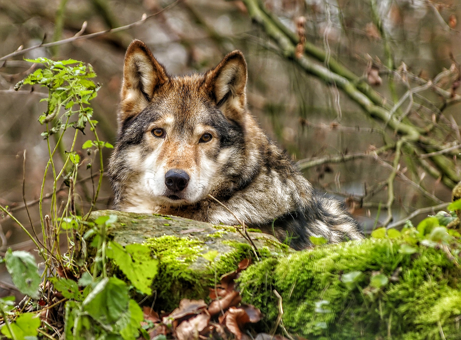 Wolf im Focus