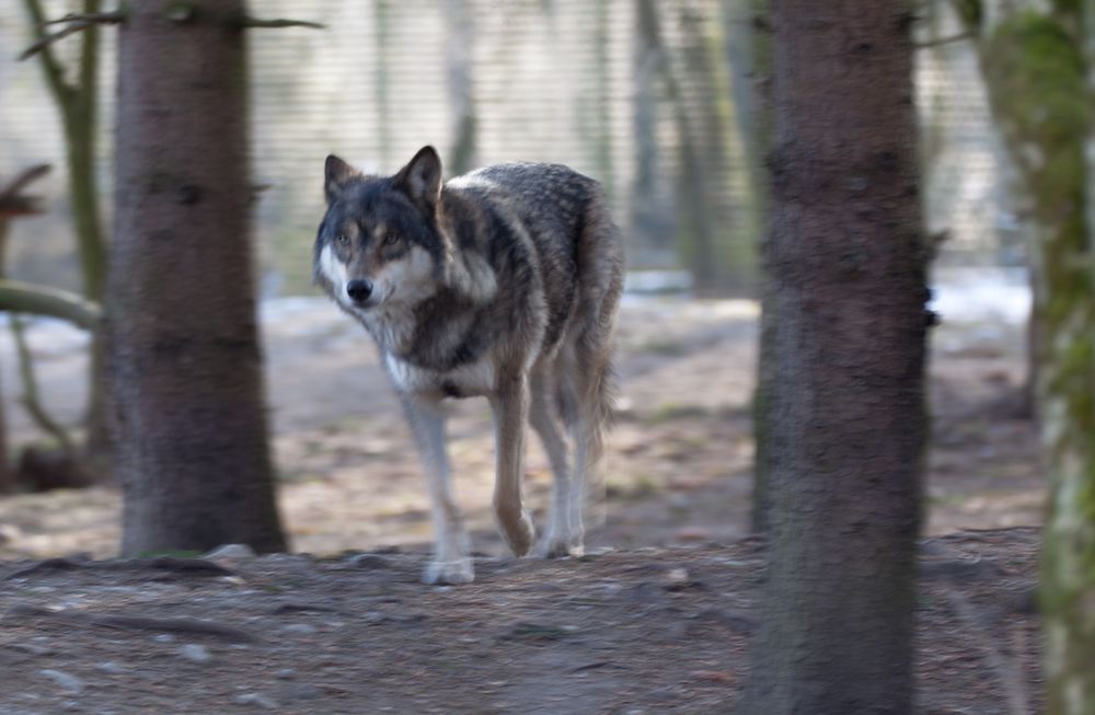 Wolf im Freigehege Hellabrunn bei -10°C (1)