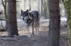 Wolf im Freigehege Hellabrunn bei -10°C (1)