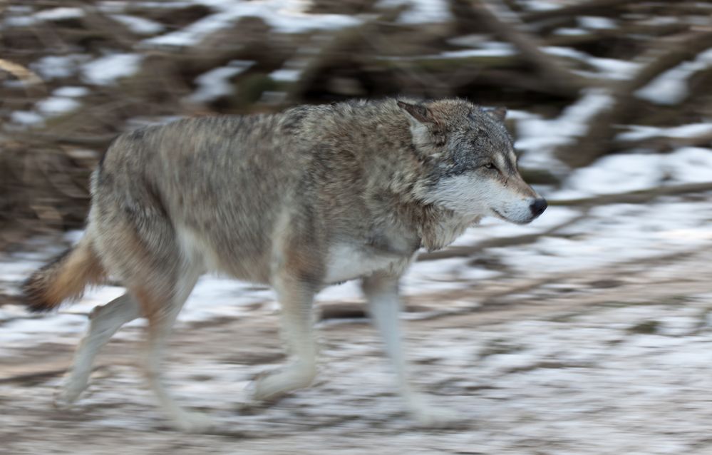 Wolf im Freigehege Hellabrunn bei -10°C (2)