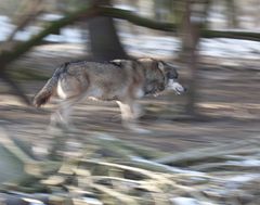 Wolf im Freigehege Hellabrunn bei -10°C (3)