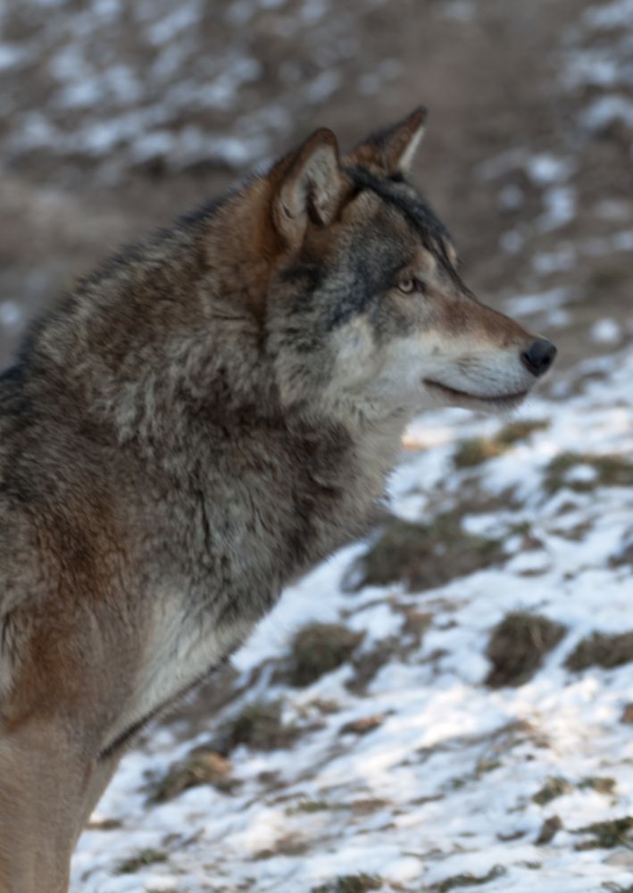 Wolf im Freigehege Hellabrunn bei -10°C (4)