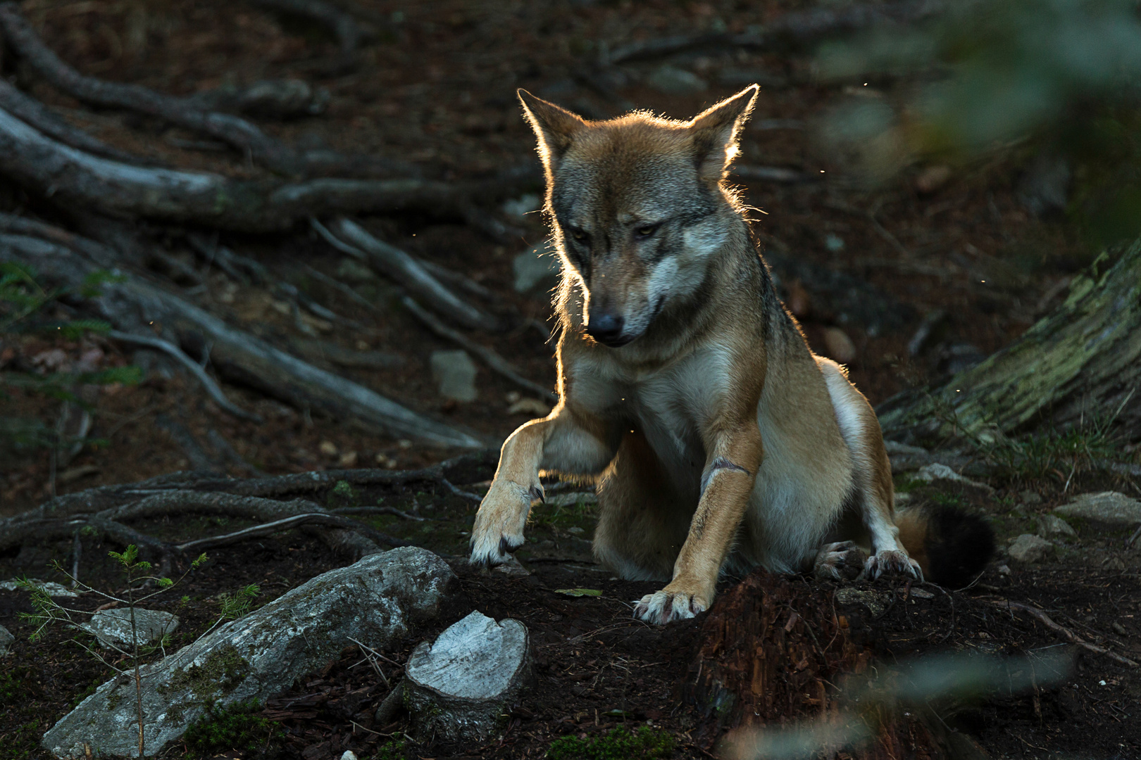 Wolf im Gegenlicht