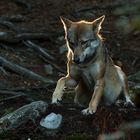 Wolf im Gegenlicht