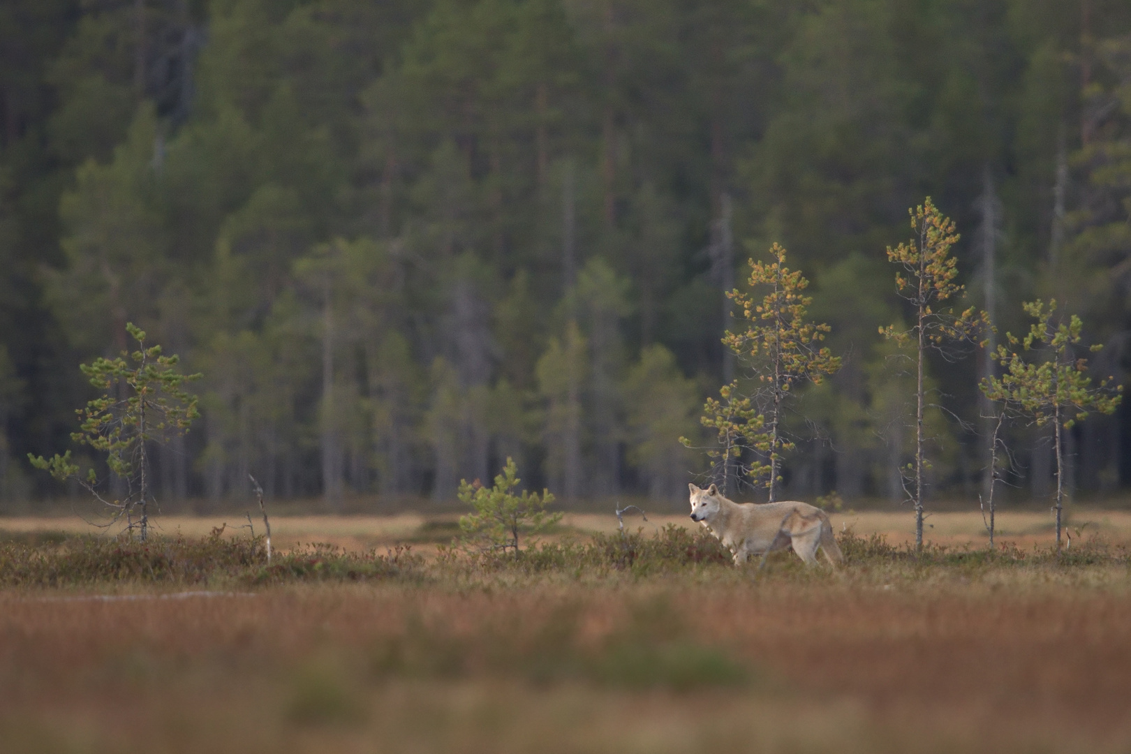 Wolf im Habitat