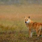 Wolf im Hagelschauer