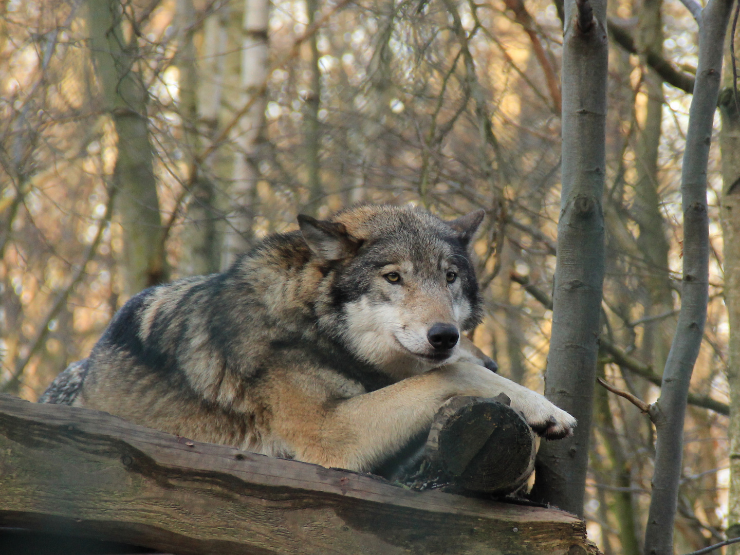 Wolf im Herbst